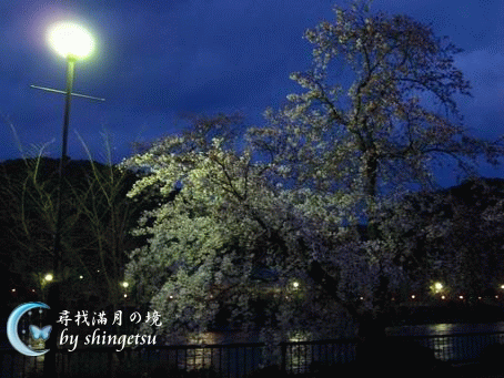 IMG_0464-宇治公園-夜櫻.gif