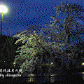 IMG_0464-宇治公園-夜櫻.gif