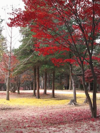 IMG_0307-南怡島-楓紅與銀杏.gif