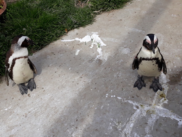 20190318_133201.jpg 20190318_133201.jpg