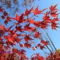 光が丘公園～紅葉2013