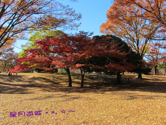 b2光之丘紅葉 (6)