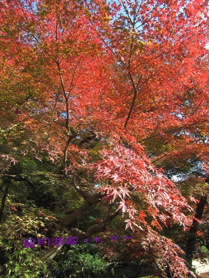 長壽寺2013秋北鎌倉-Ⅱ