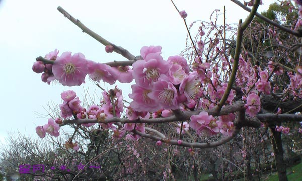 a東寺-梅桜 (12)