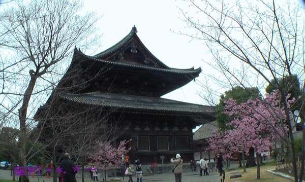 a東寺-梅桜 (5)