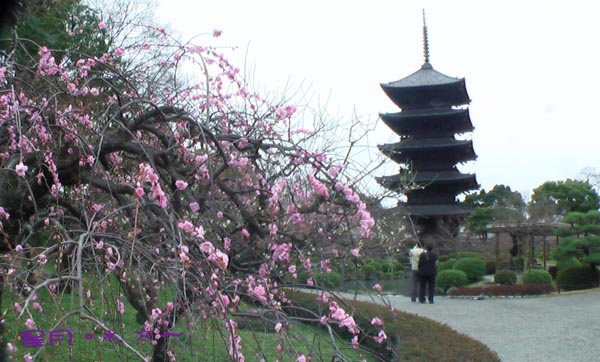 a東寺-梅桜 (14)