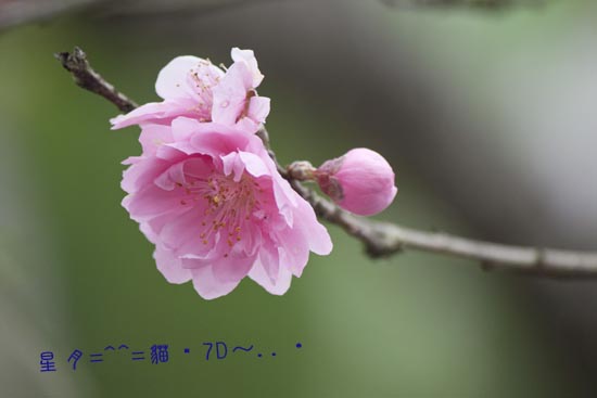 7d花 b (2)