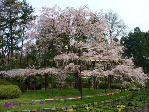 a府立植物園05