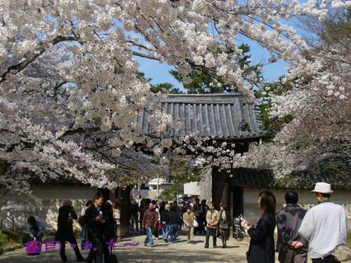 a1醍醐寺 (8)