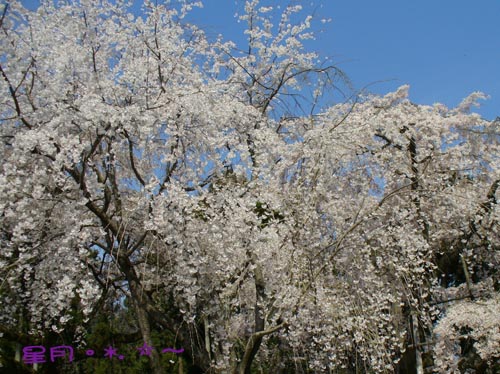 a1醍醐寺 (9)