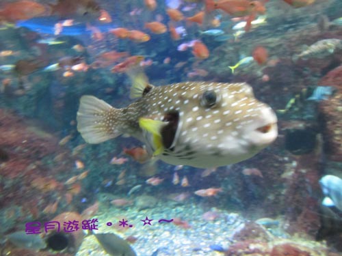 a2江之島水族館 (9)