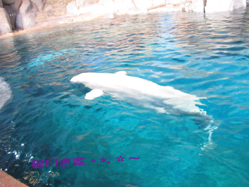 c1名古屋港水族館 (16)