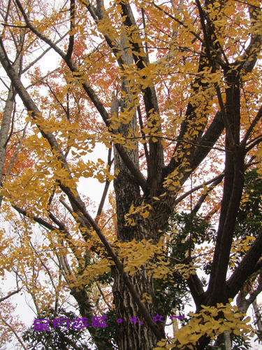 富岡八幡宮2013東京秋