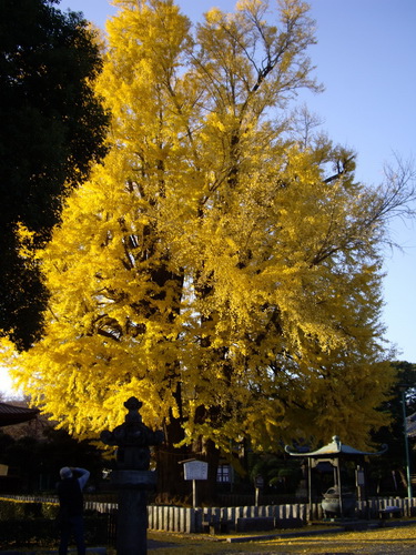 大銀杏 足利 鑁阿寺-可曾有夢