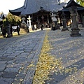 a大銀杏鑁阿寺15