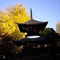 a大銀杏鑁阿寺02