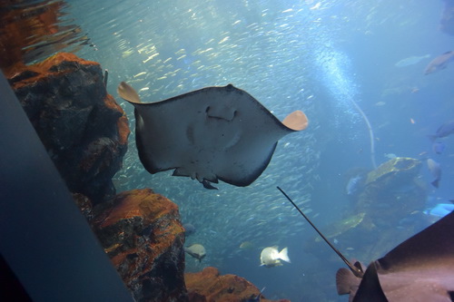 B2京都水族館 (9)