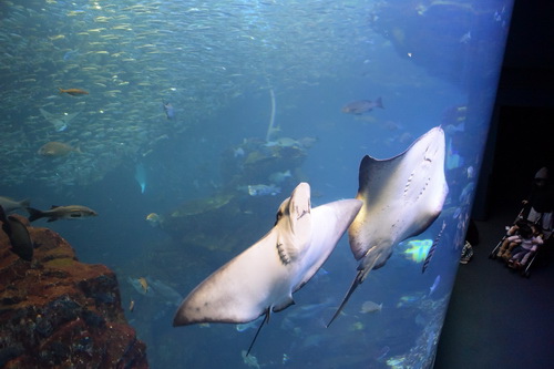 B2京都水族館 (10)