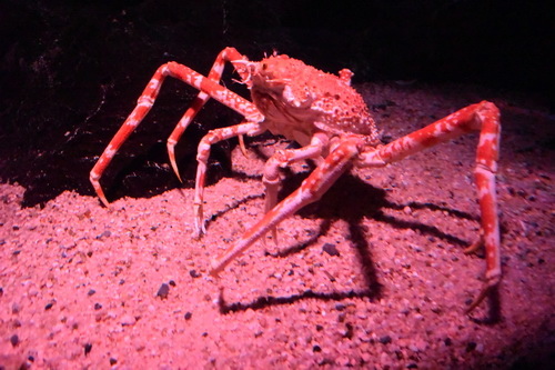 B2京都水族館 (14)