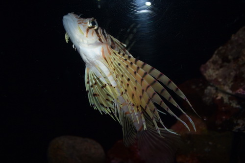 B2京都水族館 (12)