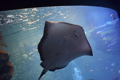 B2京都水族館 (7)