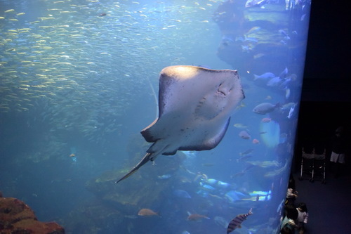 B2京都水族館 (8)