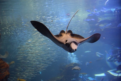 「京都水族館」2015秋