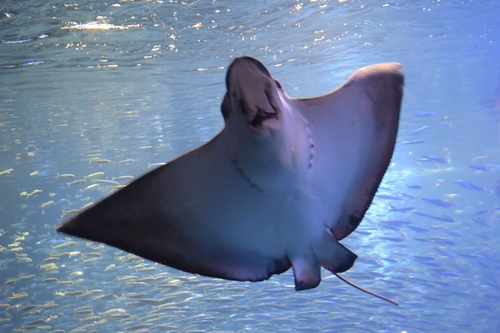 B2京都水族館 (4)