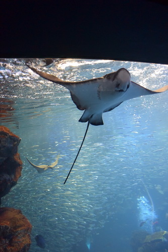 B2京都水族館 (5)