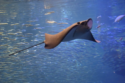 B2京都水族館 (2)