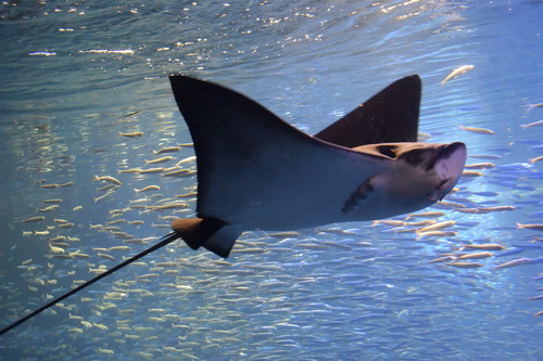 B2京都水族館 (3)