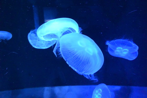 B1京都水族館 (9)