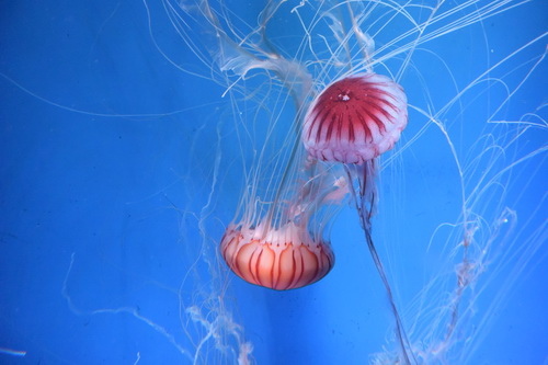 B1京都水族館 (2)