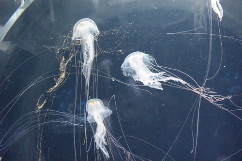 B1京都水族館 (10)