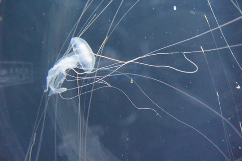 B1京都水族館 (11)