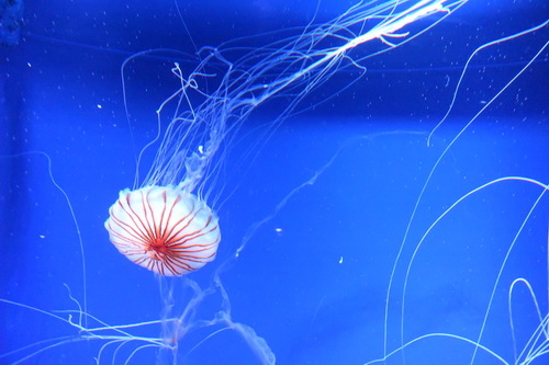 B1京都水族館 (3)