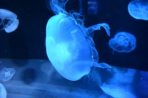 B1京都水族館 (8)