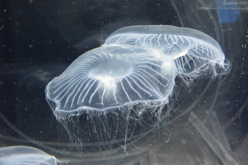 B1京都水族館 (6)