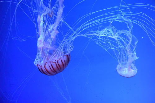 B1京都水族館 (4)