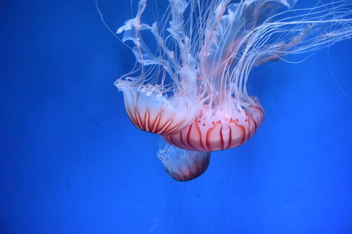 B1京都水族館 (5)