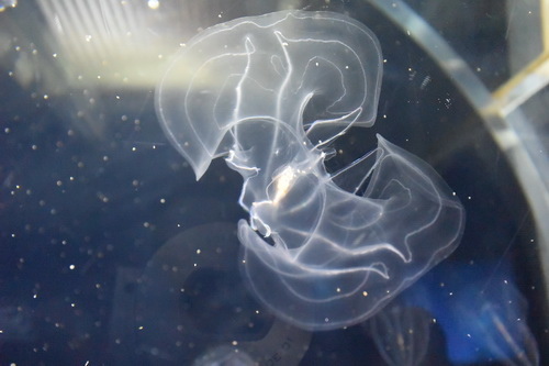 B1京都水族館 (12)