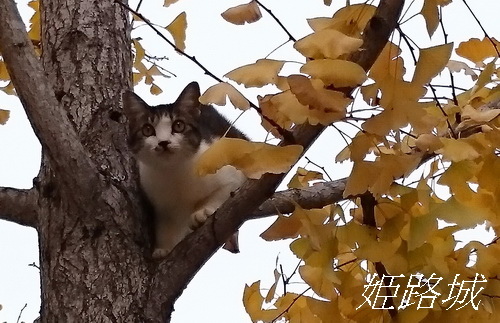 『貓咪物語』之姐姐、秋分