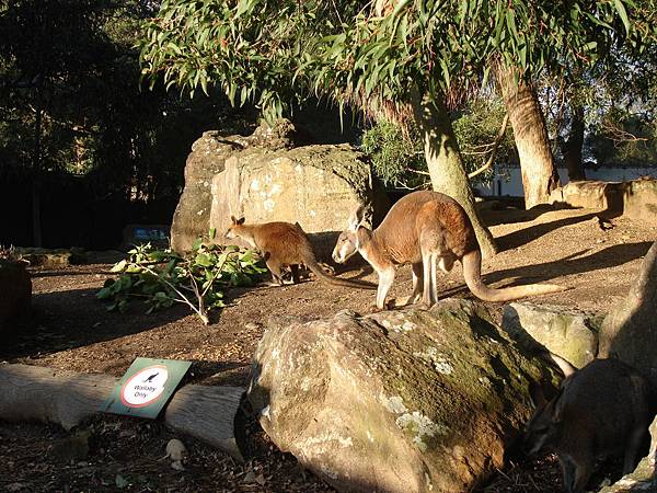 Red Kangaroo