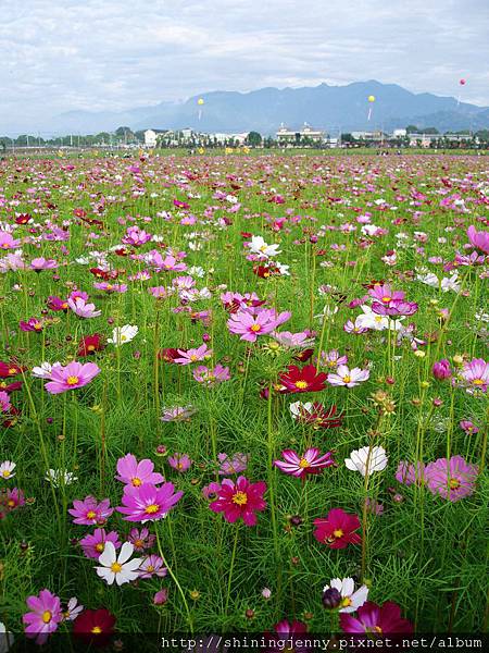 新社花海‧大波斯菊