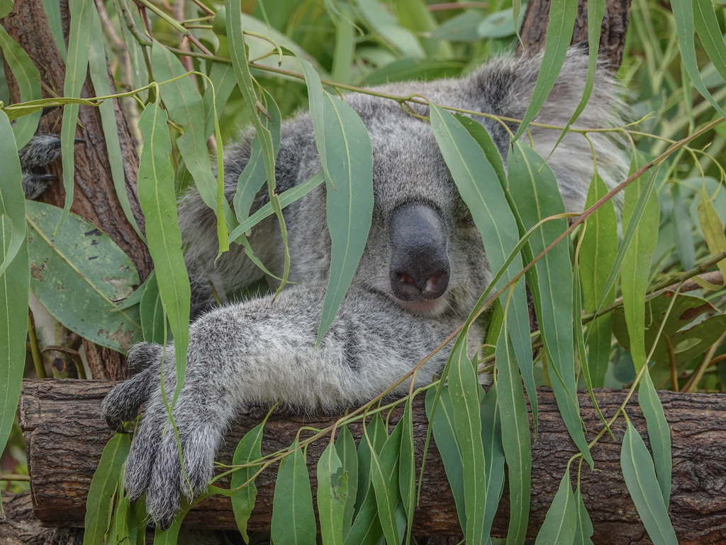 AU＊澳洲布里斯本‧黃金海岸│夏天親子旅遊之食衣住行分享