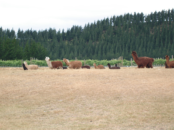 Alpaca 羊駝