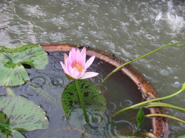 噴水池裡的蓮花.JPG