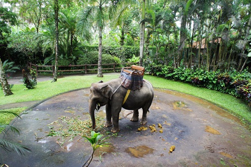 Safari park lodge Suite