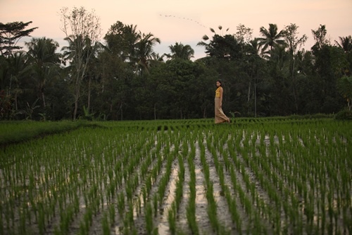 alaya ubud 官方照片