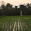 alaya ubud 官方照片